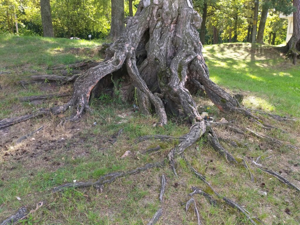 does tree removal include roots