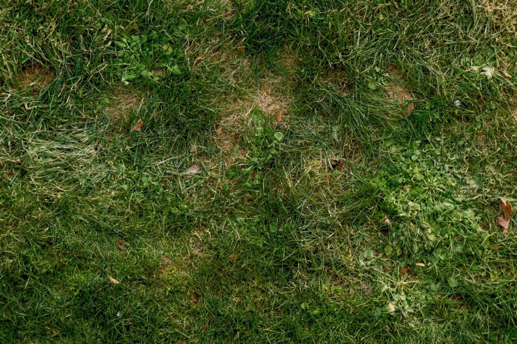 signs of grubs in lawn