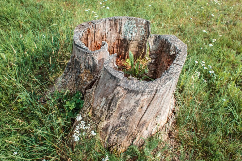how to get rid of a stump in 2-3 days
