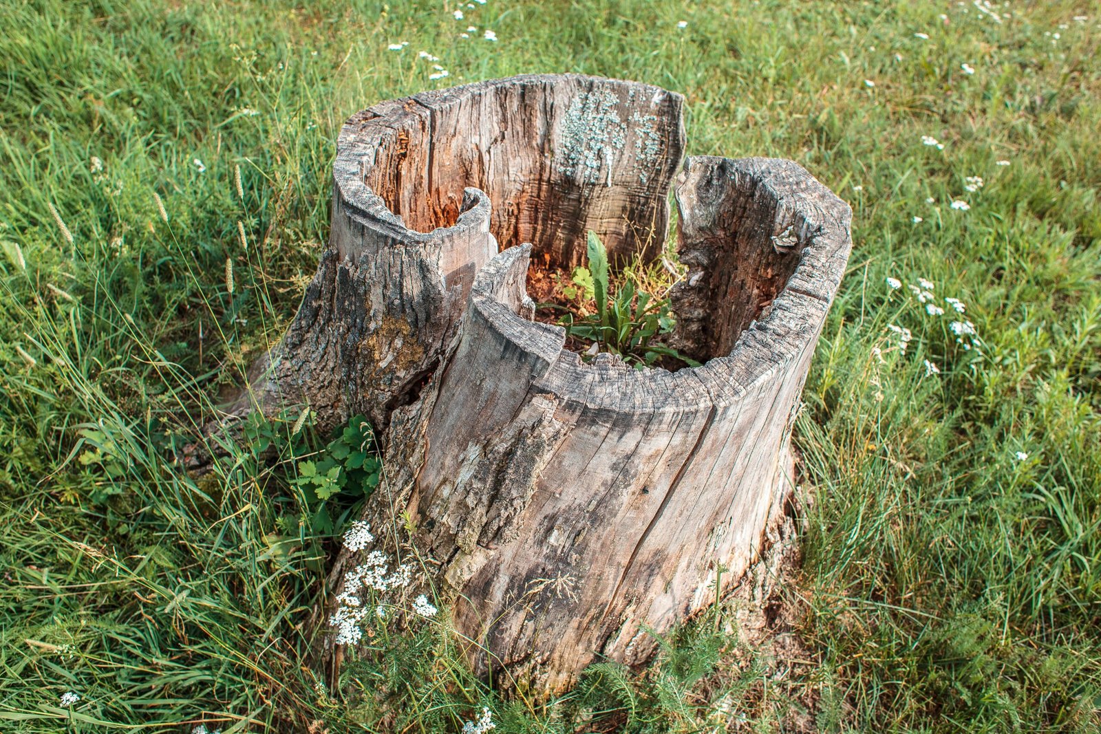 how to get rid of a stump in 2-3 days