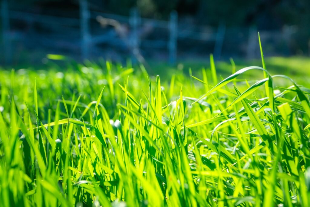 what is a good lawn care schedule