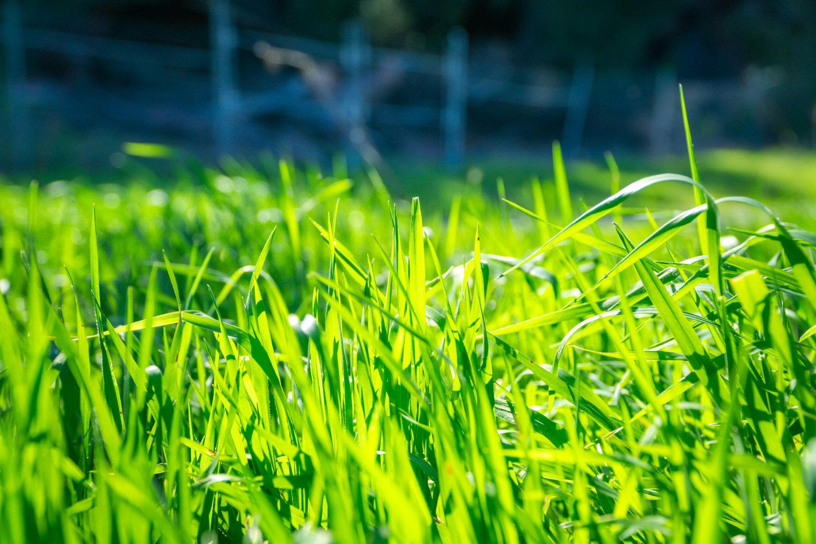 what is a good lawn care schedule